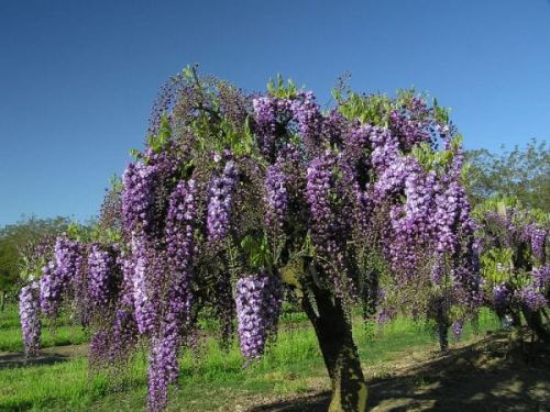 Wisteria Lavender Lace
