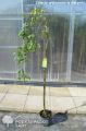 Złotokap Watereri VOSSII PENDULA