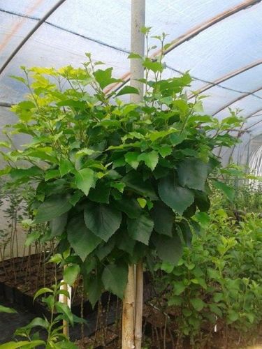 Brzoza kulista MAGICZNA 160cm