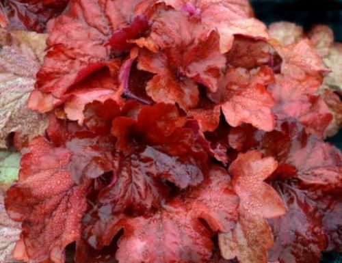 Żurawka CHERRY COLA