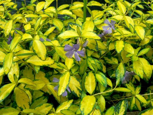 Barwinek Pospolity ILLUMINATION