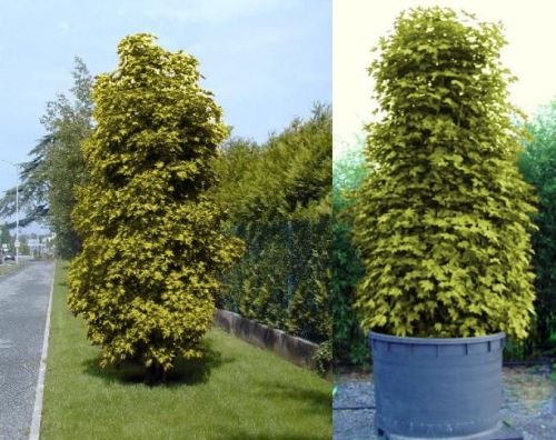 Klon żółty KOLUMNOWY