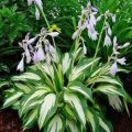 Funkia - Hosta SZAFIREK