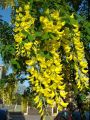 Złotokap LABURNUM WATEREEI 2