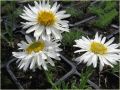Aster Alpejski WHITE