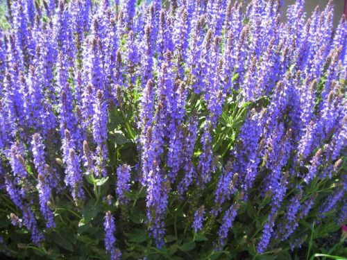 Szałwia omszona BLUE FIELD