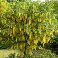 Złotokap LABURNUM WATEREEI