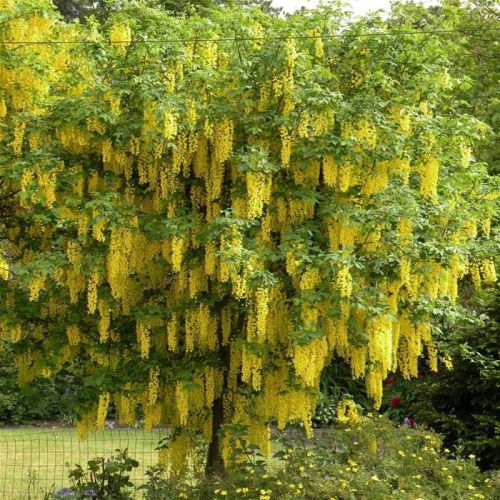 Złotokap LABURNUM WATEREEI