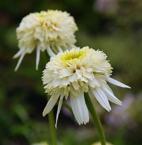 Jeżówka MOZZARELLA