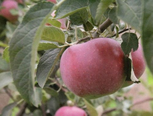 Jabłoń DELIKATES w doniczce