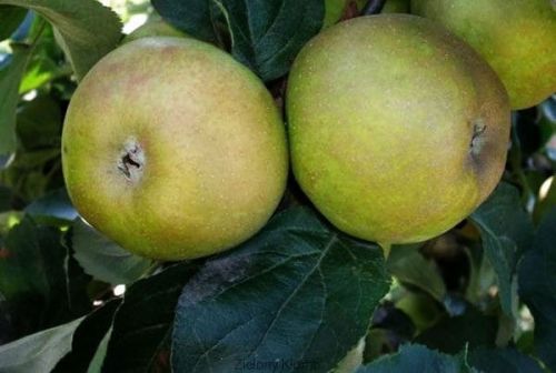 Jabłoń RENETA SZARA w doniczce