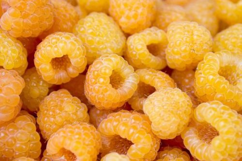 Malina ŻÓŁTA Golden Queen w doniczce