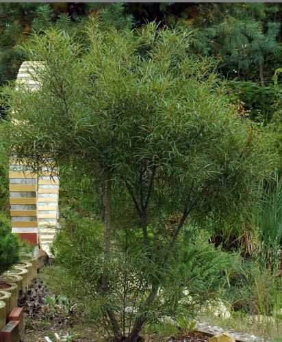 Kruszyna pospolita ASPLENIFOLIA