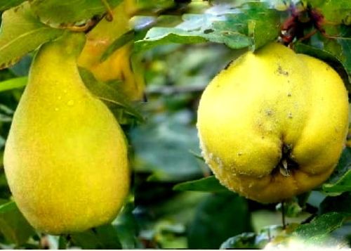 Pigwa GRUSZKOWA i JABŁKOWA na jednym drzewie