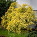 Cyprysik groszkowy FILIFERA AUREA