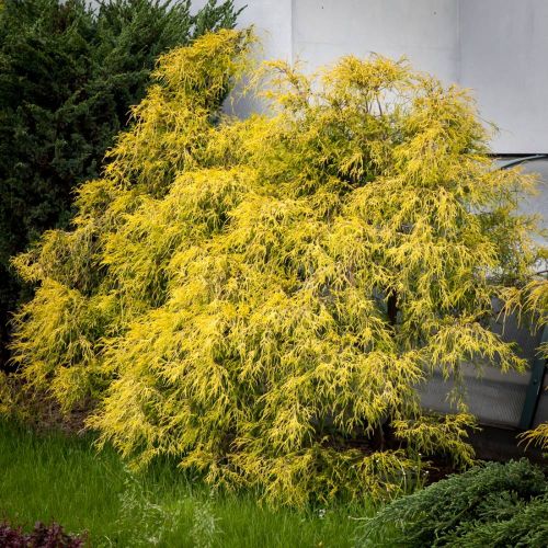Cyprysik groszkowy FILIFERA AUREA