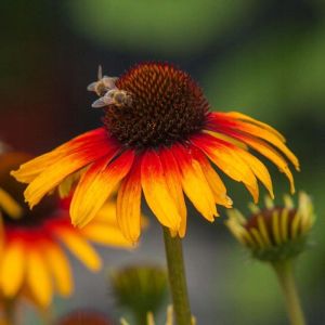 Jeżówka Echinacea PARROT