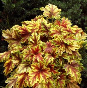 Żuraweczka GOLD ZEBRA