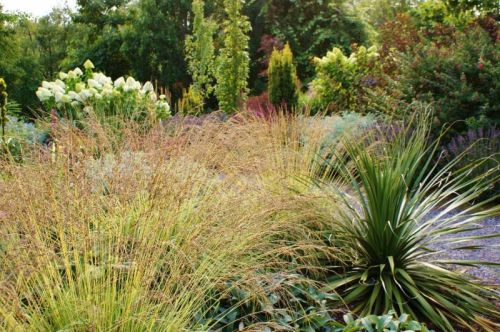 TRAWA Trzęślica modra Molinia VARIEGATA