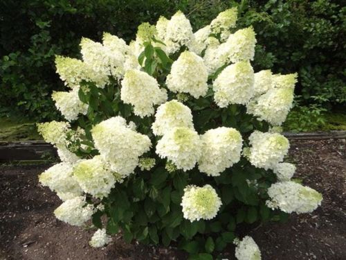 Hortensja bukietowa SILVER DOLLAR