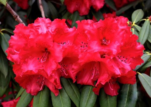 Różanecznik TARAGONA