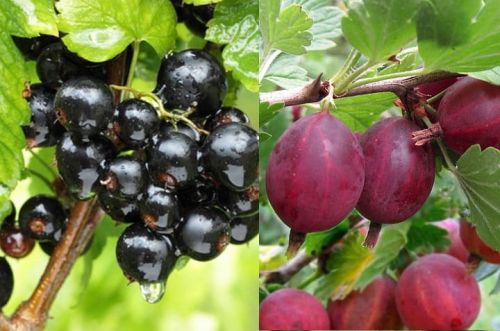 Agrest HINNONMAKI ROT porzeczka czarna TITANIA DUO