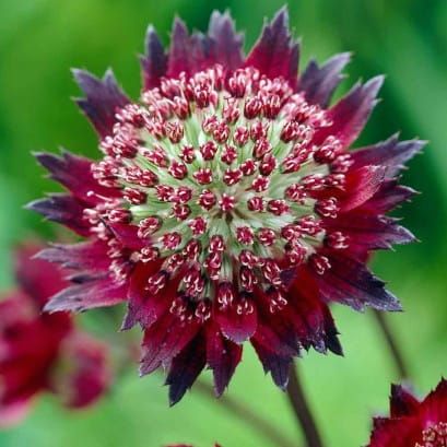 Jarzmianka Moulin Rouge