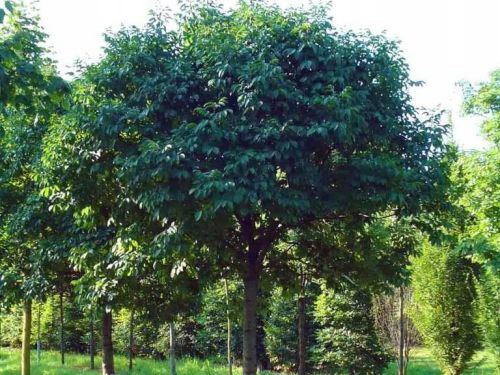 Klon SREBRZYSTY szczepiony