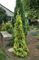 Thuja MALONYANA AUREA