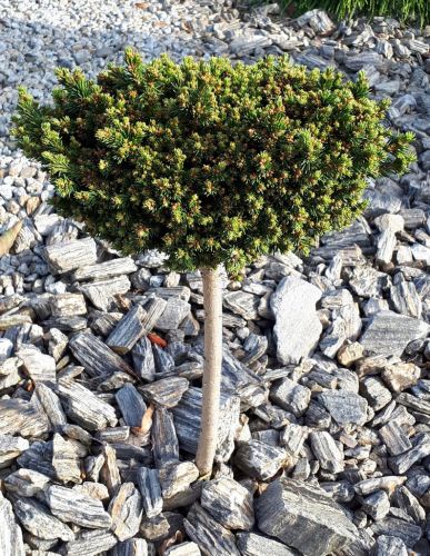 Świerk pospolity VAN BEMELL'S DWARF szczepiony