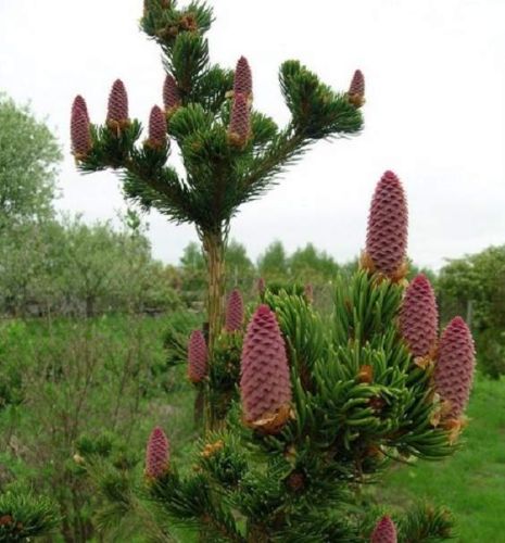 Świerk kłujący LUCKY STRIKE