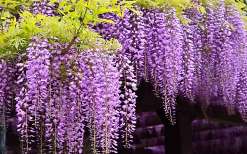 Wisteria CAROLINE