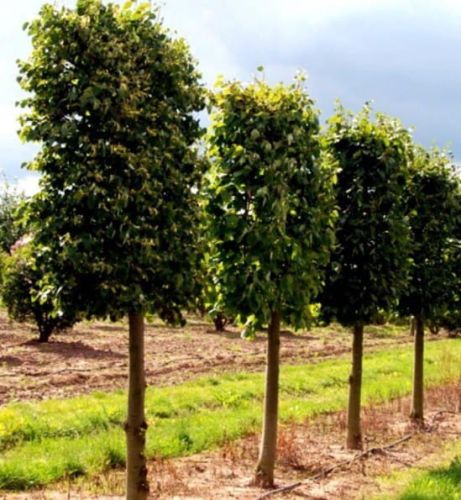 Lipa szerokolistna FASTIGIATA