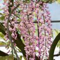Wisteria Lipstick