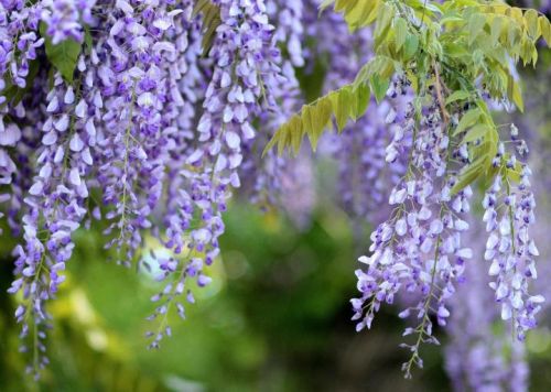 Wisteria kentacka szczepiona BLUE MOON