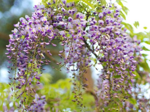 Wisteria Tivertone