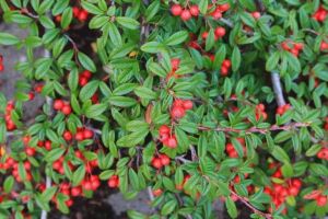 Irga wierzbolistna szczepiona na pniu