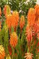 Trytoma groniasta POCO ORANGE