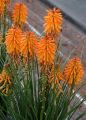 Trytoma groniasta POCO ORANGE