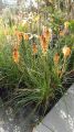 Trytoma groniasta POCO ORANGE