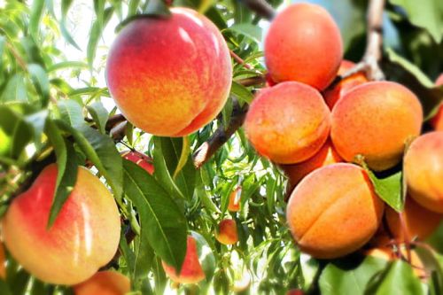 Brzoskwinia i Morela na JEDNYM drzewie DUO w doniczce