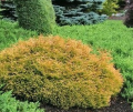 Thuja GOLDEN TUFFET
