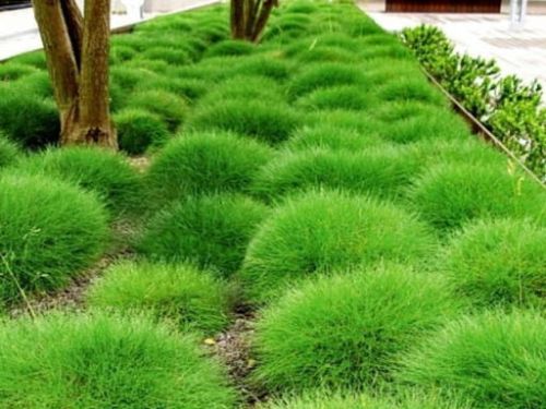 Kostrzewa GAUTIERA - Niedźwiedzie Futro