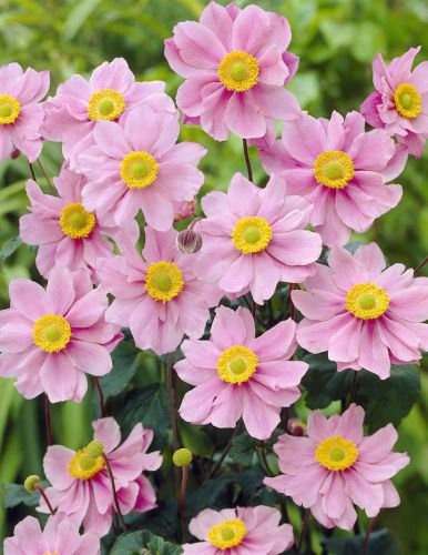 Zawilec Japoński PINK SAUCER