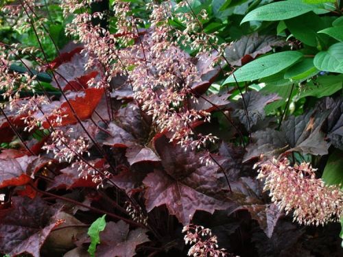 Żurawka PALACE PURPLE