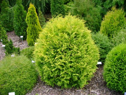 Thuja GLOBOSA AUREA
