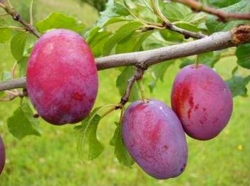 Śliwa CACANSKA RANA w doniczce