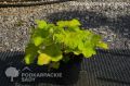 Żurawka ELECTRIC LIME