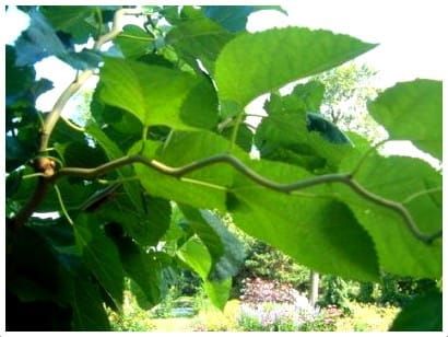 MORWA szerokolistna SPIRATA