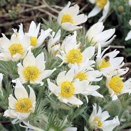 Sasanka Zwyczajna PHINWHEEL WHITE